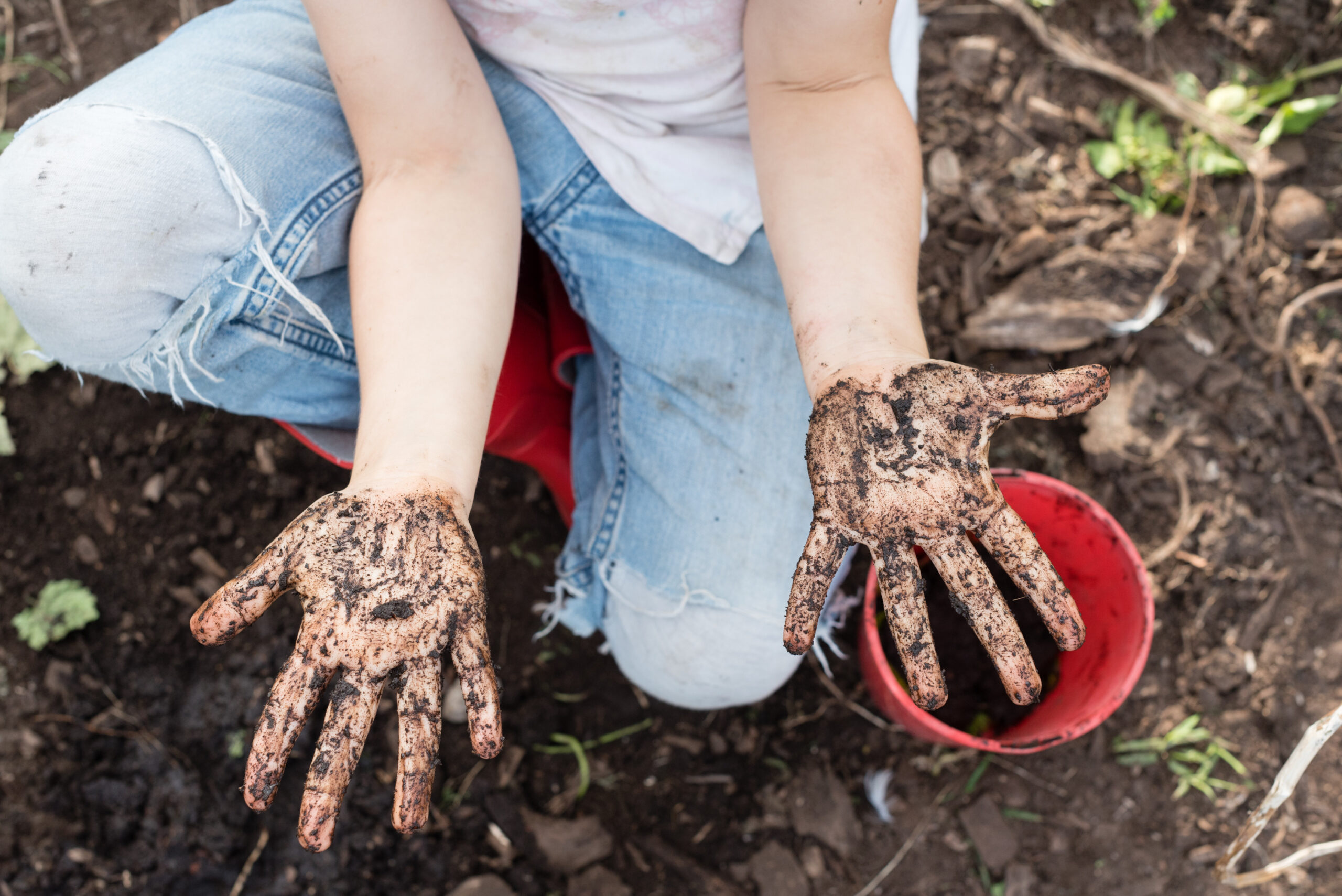 High angle view of child’s muddy hands held palm up (selective focus)